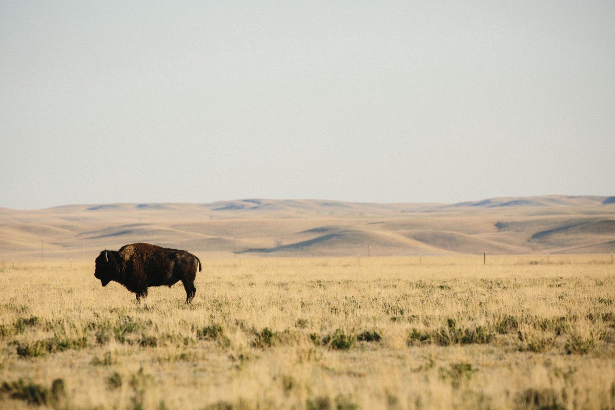 patagonia_provisions_bison_regenerative_farming