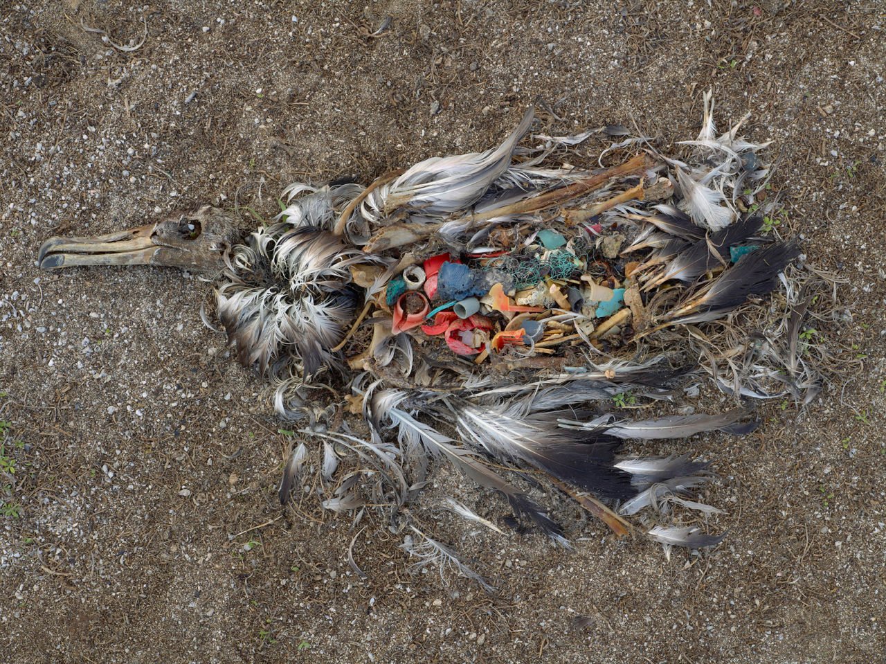 albatross_chick_ocean_plastic_chris_jordan