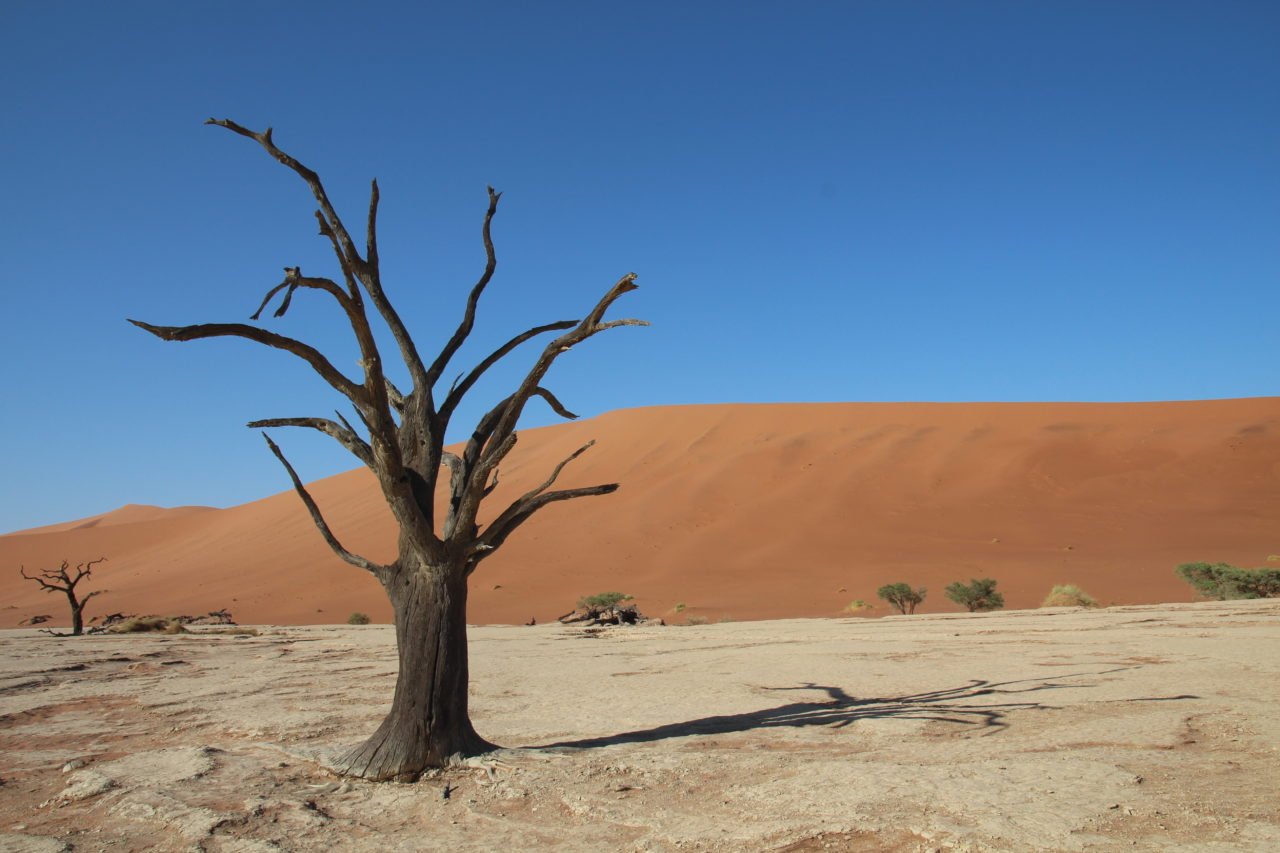 deadvlei_namibia_tree_zafiri