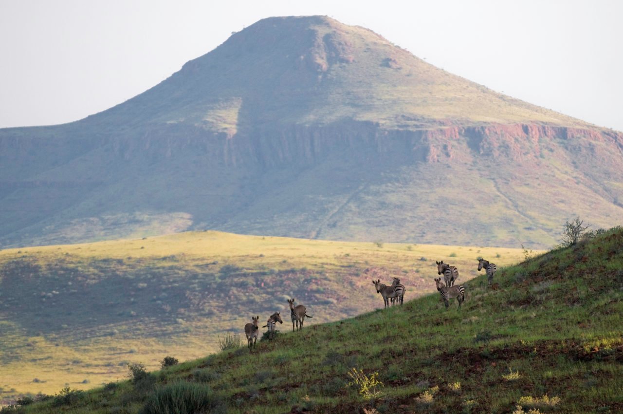 damaraland_torra_conservancy_wet_season_zebra