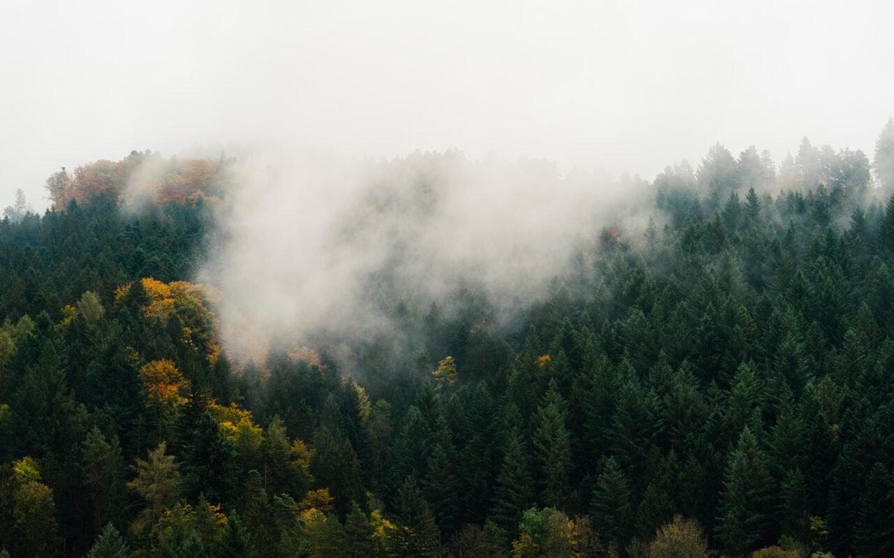 black_forest_canopy_daniel_rauber